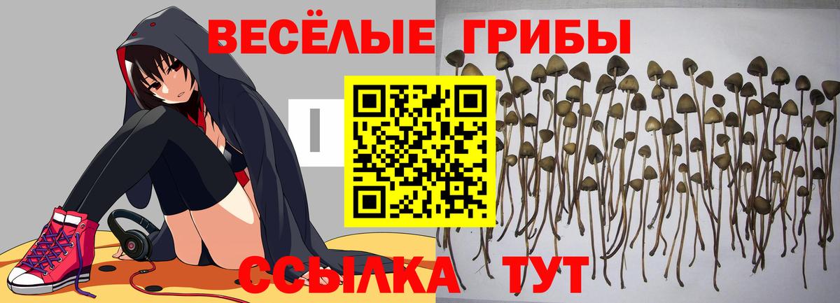 Галлюциногенные грибы Cubensis Ангарск